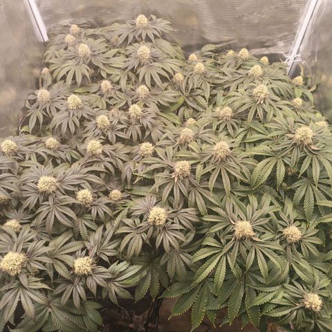 Papaya Sherbet DWC growlog timeline photo
