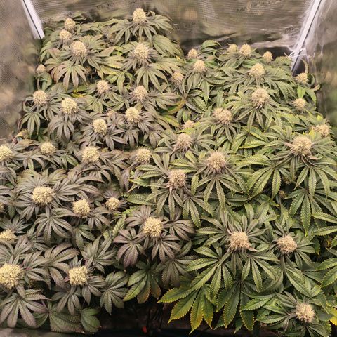Papaya Sherbet DWC growlog timeline photo