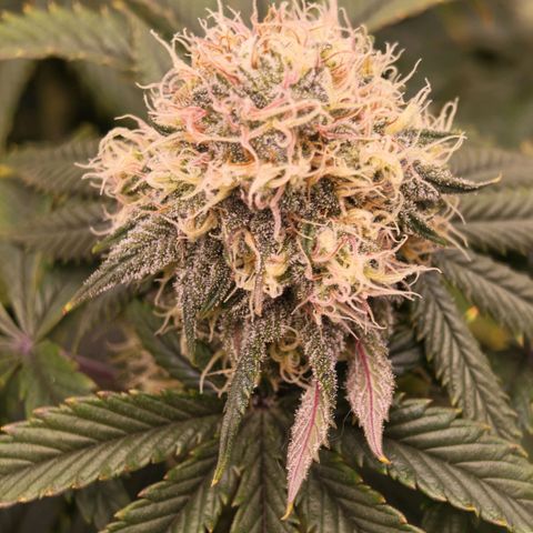 Papaya Sherbet DWC growlog timeline photo