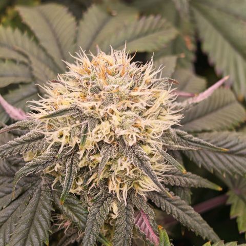Papaya Sherbet DWC growlog timeline photo