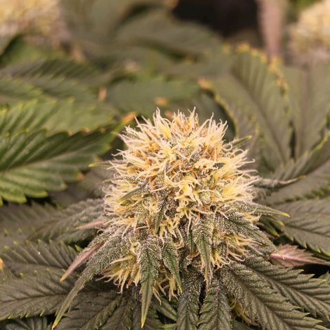 Papaya Sherbet DWC growlog timeline photo