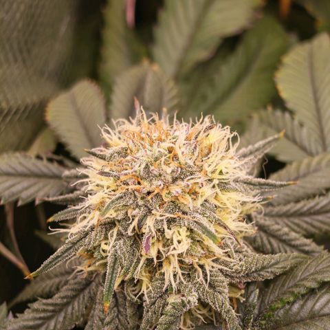 Papaya Sherbet DWC growlog timeline photo