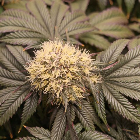 Papaya Sherbet DWC growlog timeline photo