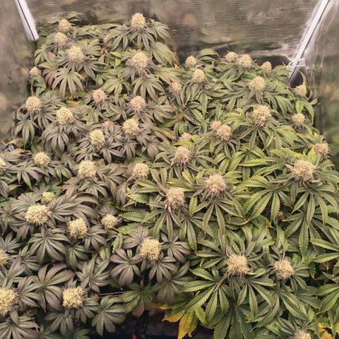 Papaya Sherbet DWC growlog timeline photo