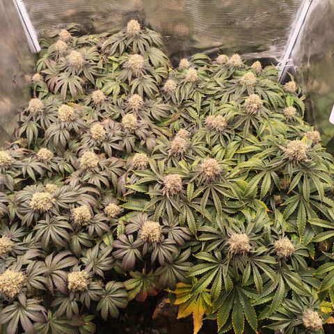 Papaya Sherbet DWC growlog timeline photo