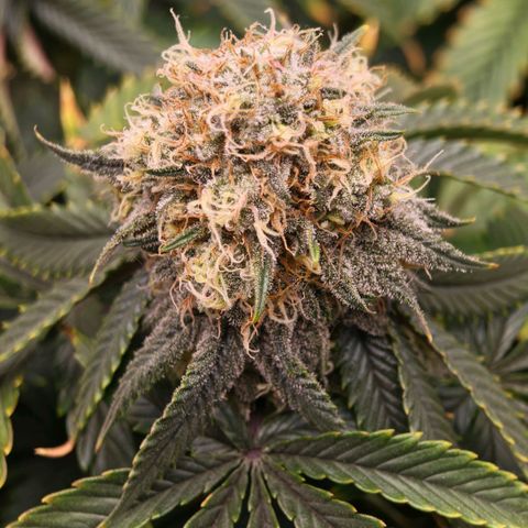 Papaya Sherbet DWC growlog timeline photo