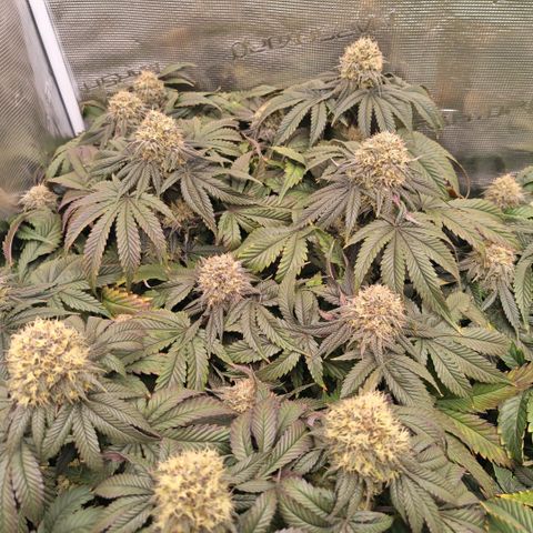 Papaya Sherbet DWC growlog timeline photo