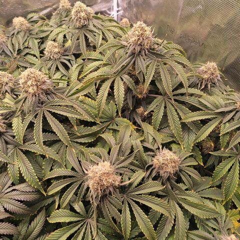 Papaya Sherbet DWC growlog timeline photo