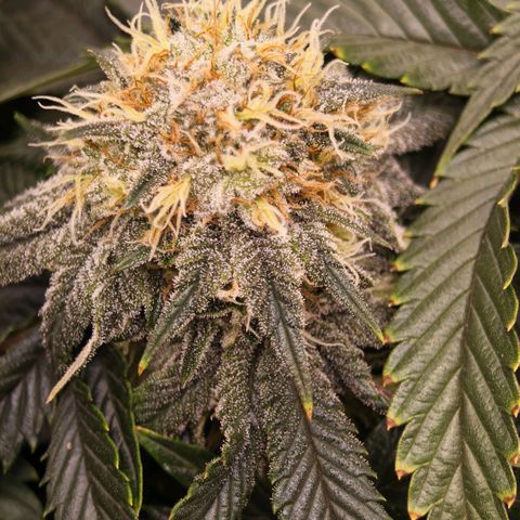 Papaya Sherbet DWC growlog timeline photo