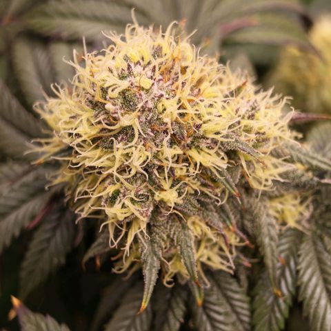Papaya Sherbet DWC growlog timeline photo