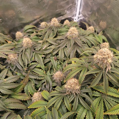 Papaya Sherbet DWC growlog timeline photo