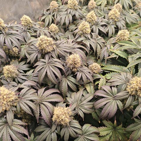 Papaya Sherbet DWC growlog timeline photo