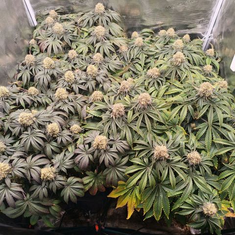 Papaya Sherbet DWC growlog timeline photo
