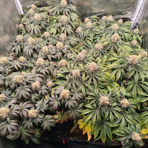 Papaya Sherbet DWC growlog timeline photo
