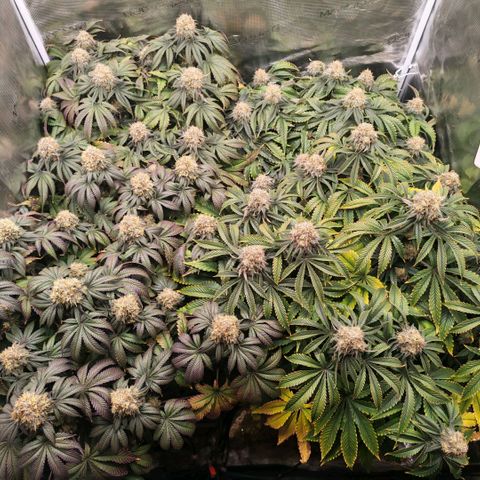 Papaya Sherbet DWC growlog timeline photo