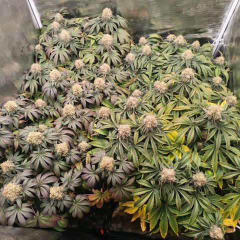 Papaya Sherbet DWC growlog timeline photo