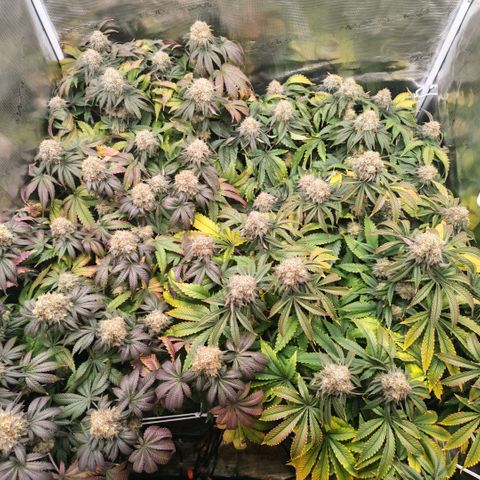 Papaya Sherbet DWC growlog timeline photo