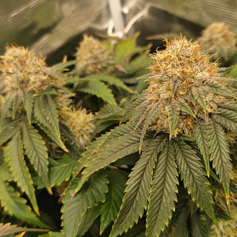 Papaya Sherbet DWC growlog timeline photo