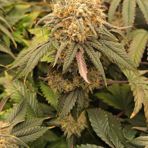 Papaya Sherbet DWC growlog timeline photo