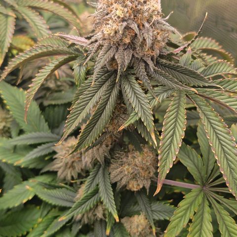 Papaya Sherbet DWC growlog timeline photo