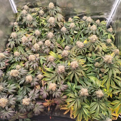 Papaya Sherbet DWC growlog timeline photo