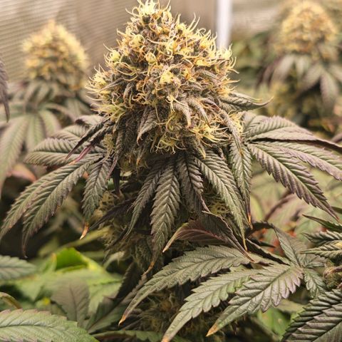 Papaya Sherbet DWC growlog timeline photo