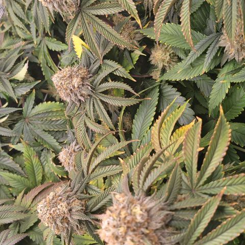 Papaya Sherbet DWC growlog timeline photo