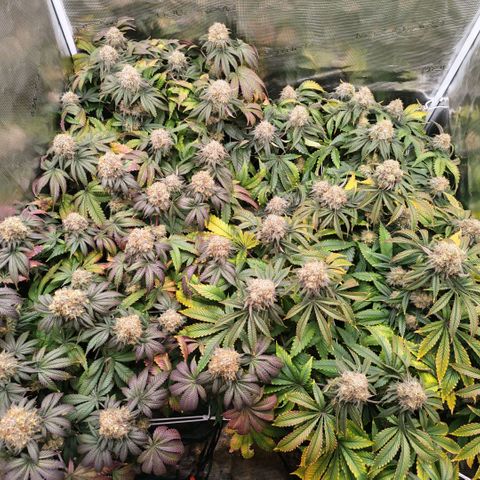Papaya Sherbet DWC growlog timeline photo