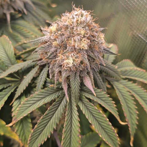 Papaya Sherbet DWC growlog timeline photo