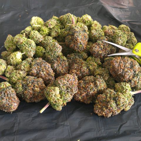 Papaya Sherbet DWC growlog timeline photo