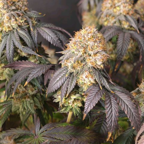 Papaya Sherbet DWC growlog timeline photo