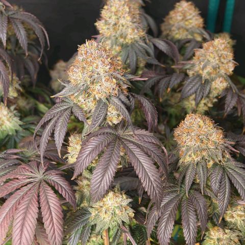 Papaya Sherbet DWC growlog timeline photo