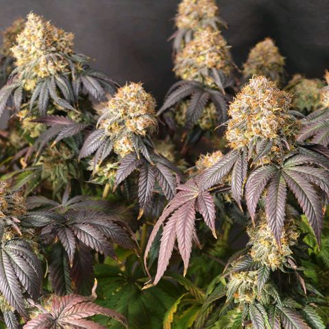 Papaya Sherbet DWC growlog timeline photo