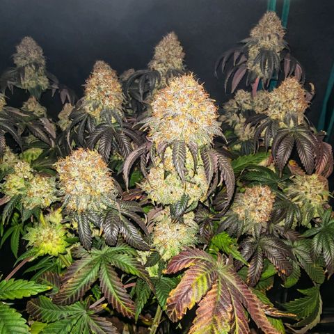 Papaya Sherbet DWC growlog timeline photo