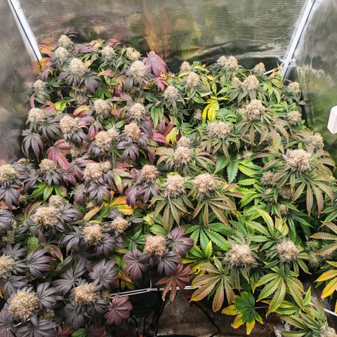 Papaya Sherbet DWC growlog timeline photo