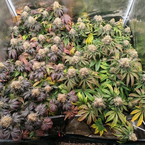 Papaya Sherbet DWC growlog timeline photo