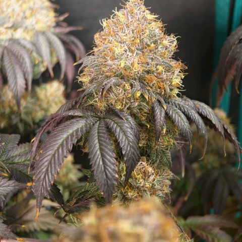 Papaya Sherbet DWC growlog timeline photo