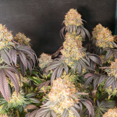 Papaya Sherbet DWC growlog timeline photo