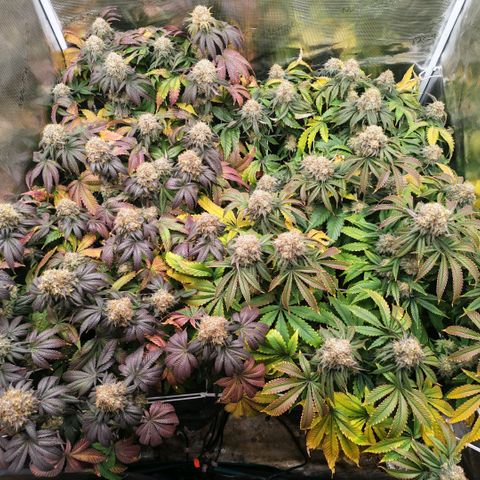 Papaya Sherbet DWC growlog timeline photo