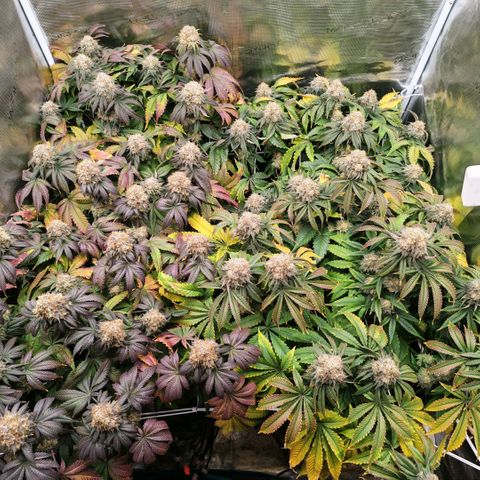 Papaya Sherbet DWC growlog timeline photo