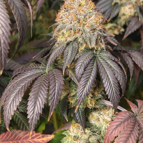 Papaya Sherbet DWC growlog timeline photo
