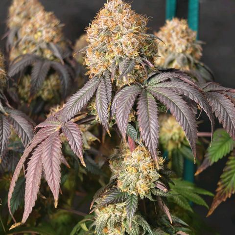 Papaya Sherbet DWC growlog timeline photo