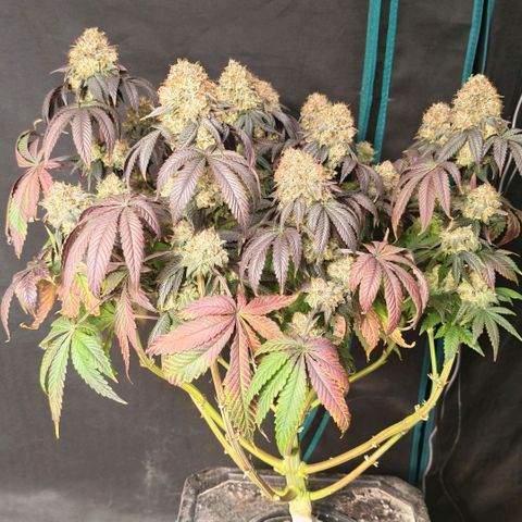 Papaya Sherbet DWC growlog timeline photo