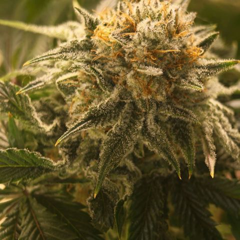 Papaya Sherbet DWC growlog timeline photo