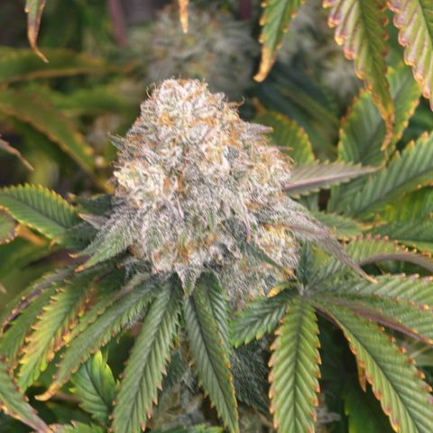 Papaya Sherbet DWC growlog timeline photo