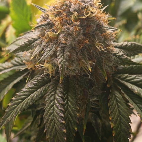 Papaya Sherbet DWC growlog timeline photo