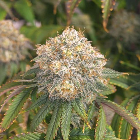 Papaya Sherbet DWC growlog timeline photo