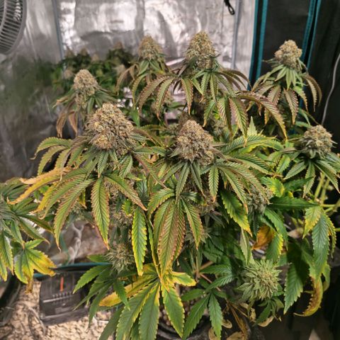 Papaya Sherbet DWC growlog timeline photo