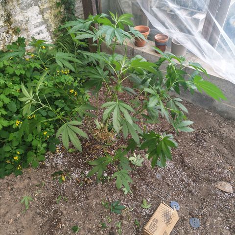 Papaya Sherbet™ growlog timeline photo