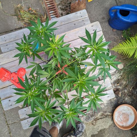 Super Lemon Haze growlog timeline photo